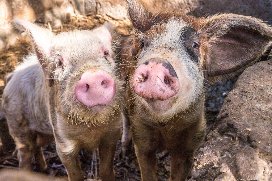 I Loved Friendly Pigs From Cabo Verde Until I Met Them Face To Face