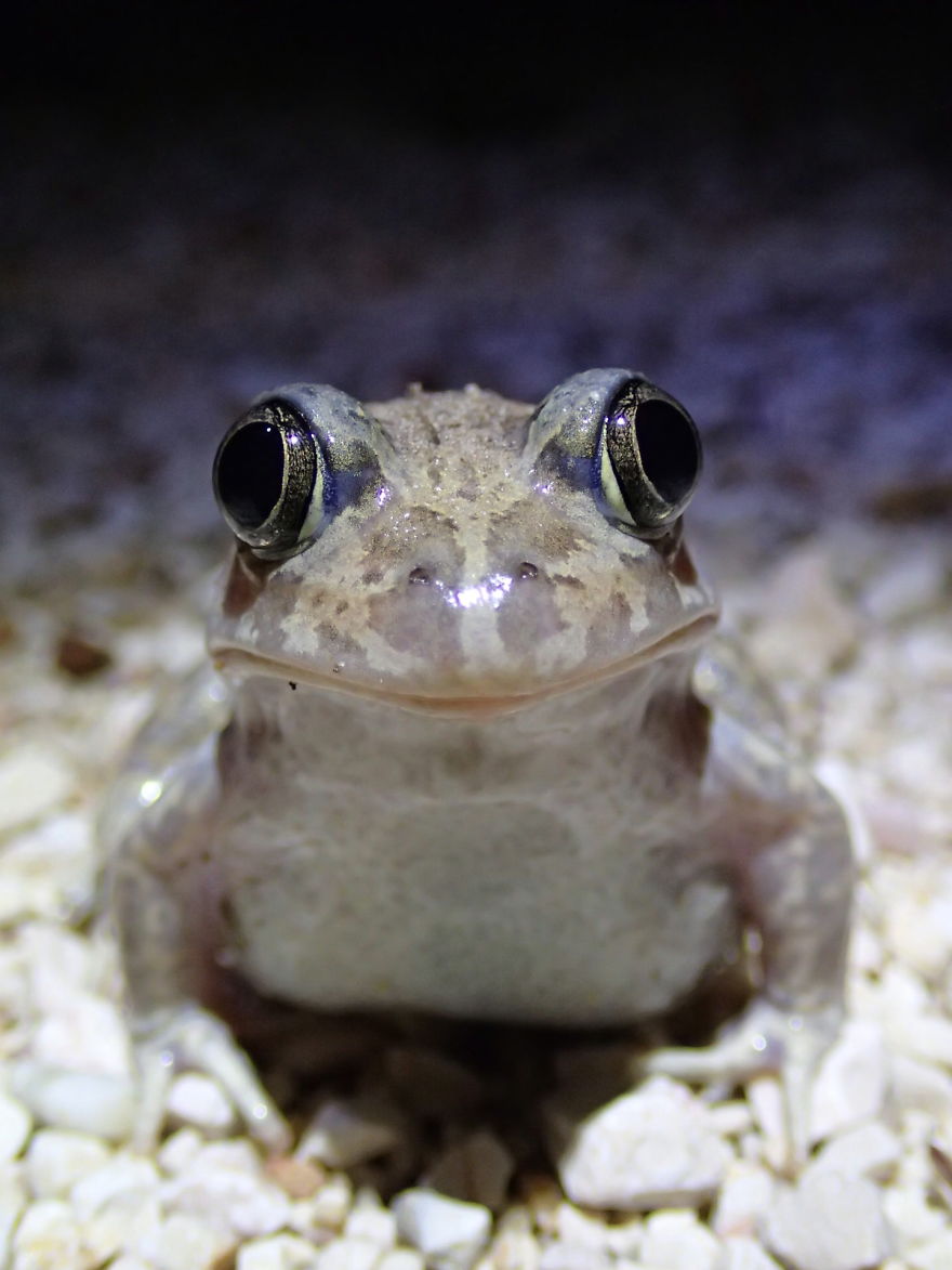 Iberian Spadefoot Toad