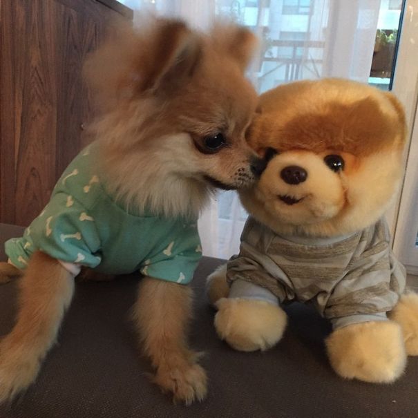 Pom Pom Chewy The Pajama Wearing Puppy Pom Pom Chewy The Pajama Wearing Puppy