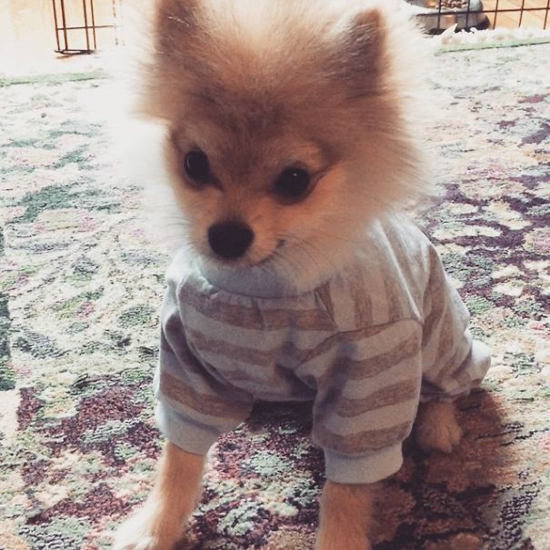 Pom Pom Chewy The Pajama Wearing Puppy Pom Pom Chewy The Pajama Wearing Puppy