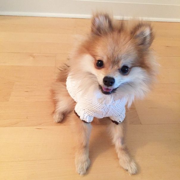 Pom Pom Chewy The Pajama Wearing Puppy Pom Pom Chewy The Pajama Wearing Puppy