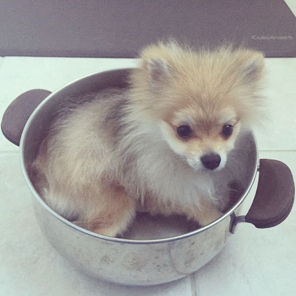 Pom Pom Chewy The Pajama Wearing Puppy Pom Pom Chewy The Pajama Wearing Puppy