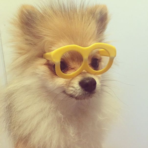 Pom Pom Chewy The Pajama Wearing Puppy Pom Pom Chewy The Pajama Wearing Puppy