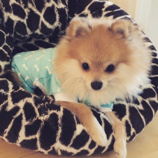 Pom Pom Chewy The Pajama Wearing Puppy Pom Pom Chewy The Pajama Wearing Puppy