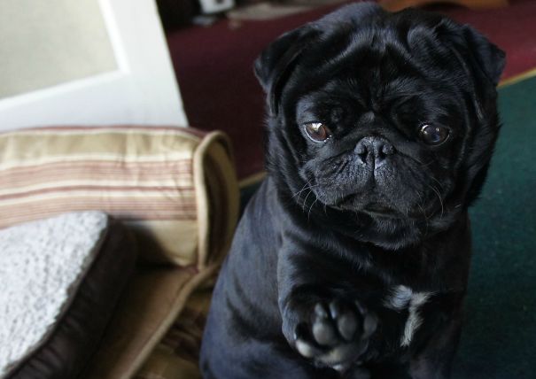 Thinking About Getting His Nails Did.