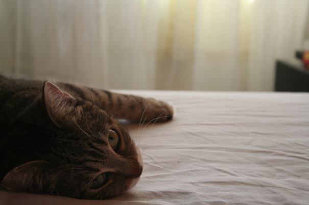 Micia's Like Marilyn