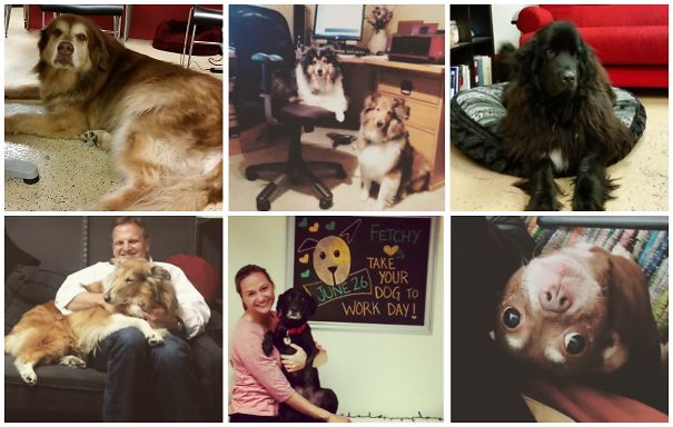 Every Day Is Tydtwd At Fetchfind In Chicago. It's The Best Thing Ever.