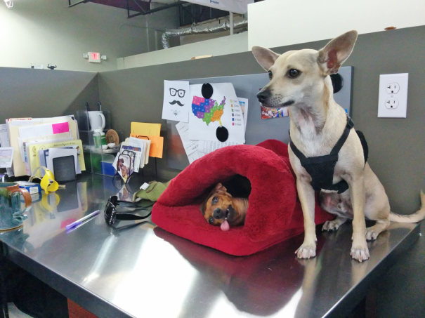Cheddar And Pumpkin Goofing Around On My Desk