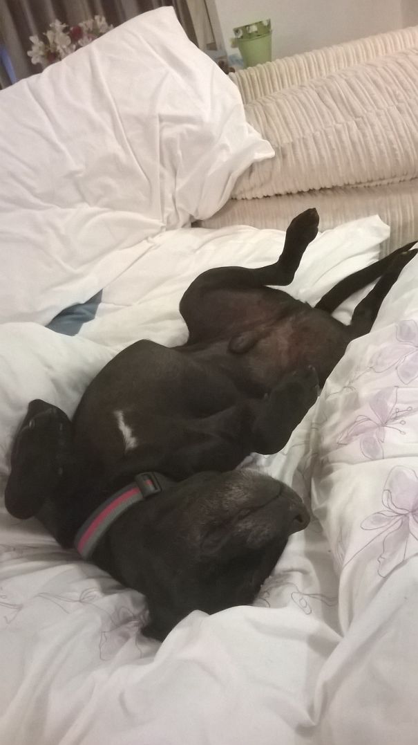 Snoozing In Style #doginbed