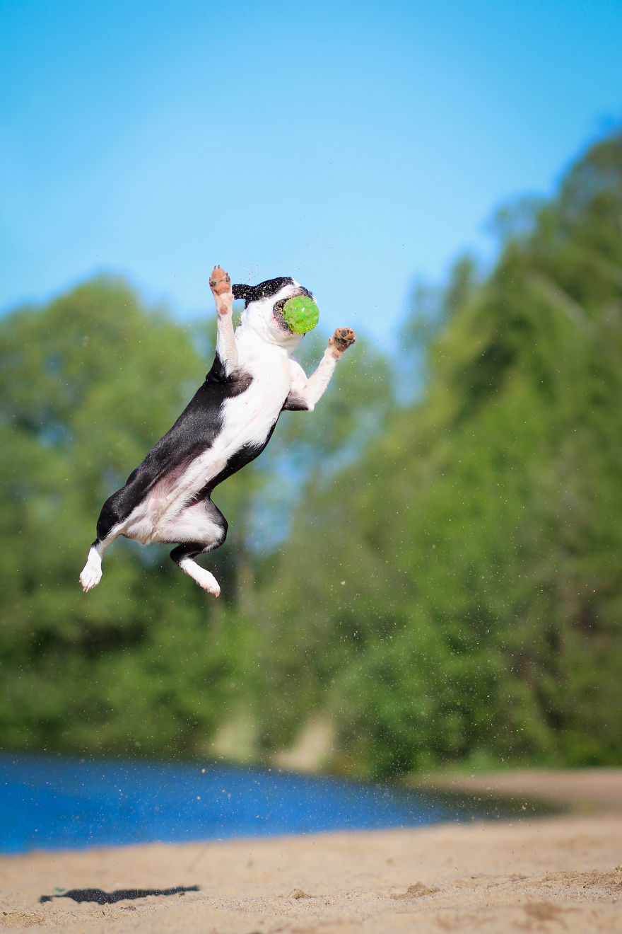 I Capture My Dog Showing Her Acrobatic Moves