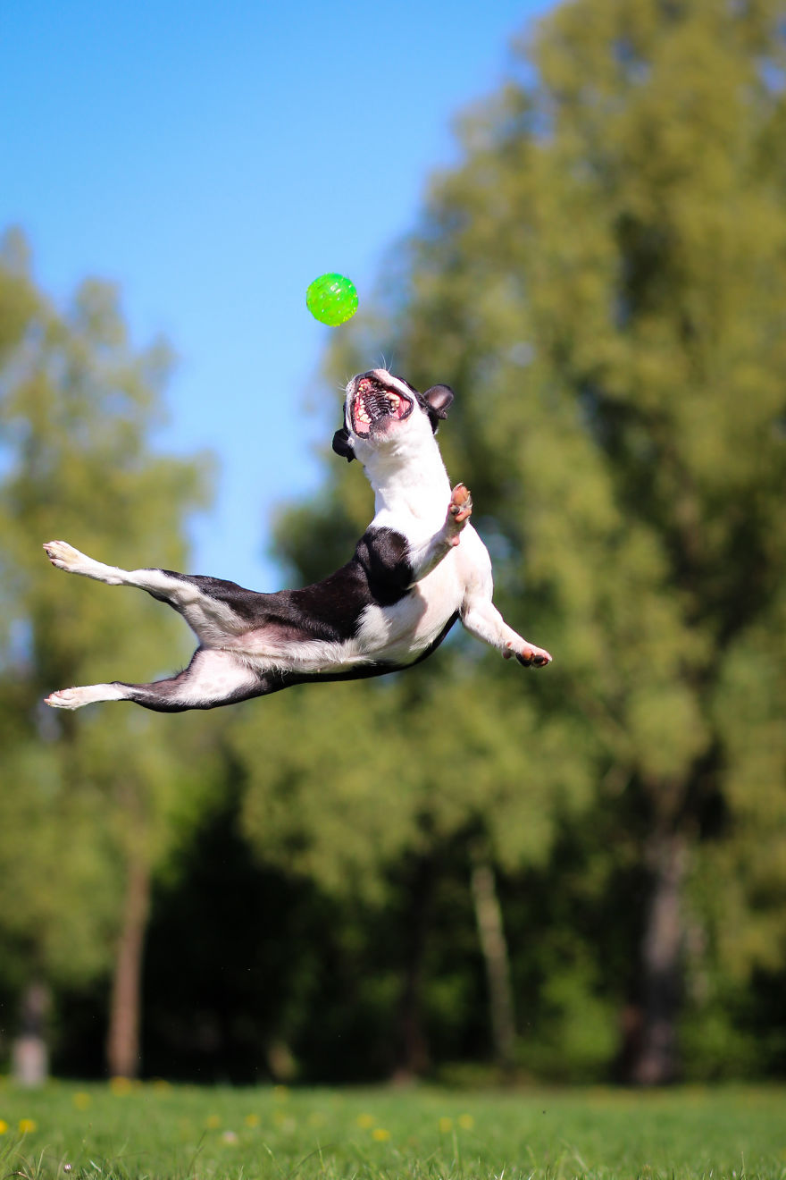 I Capture My Dog Showing Her Acrobatic Moves