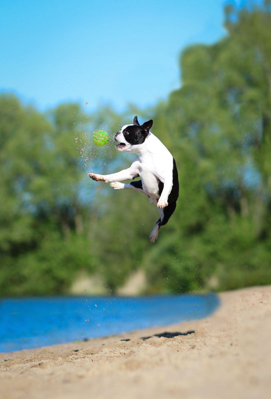 I Capture My Dog Showing Her Acrobatic Moves