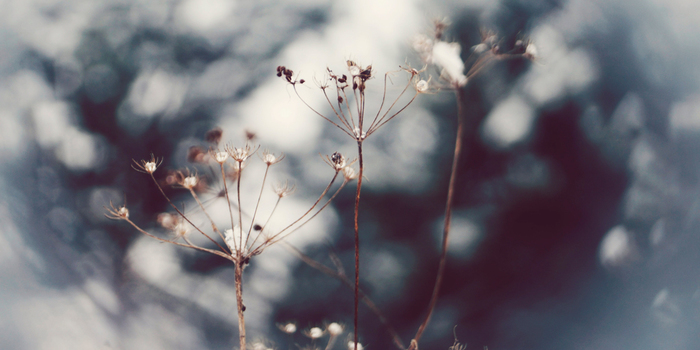 The Magic Of Winter That I Captured In The Forest