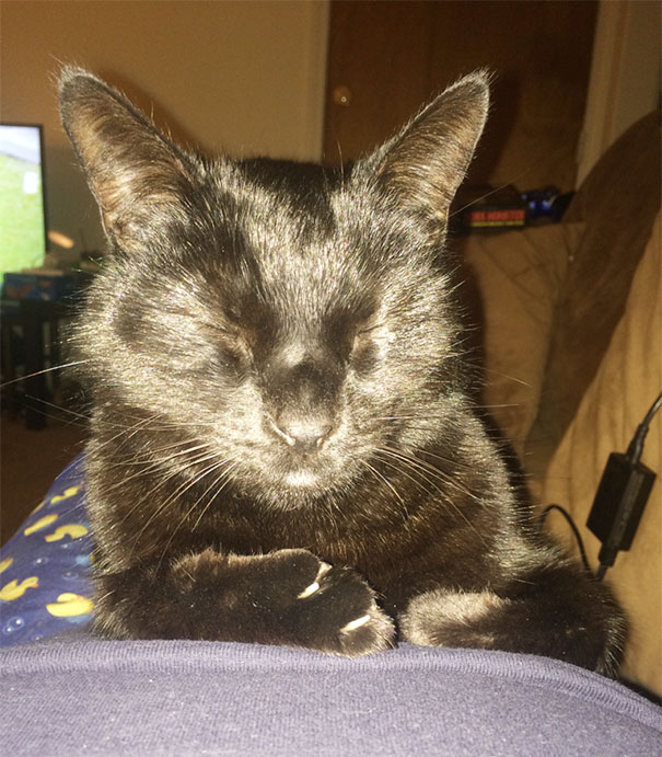 My Girlfriend And I Adopted A 5 Year Old Cat From A Shelter And He's Finally Settling In