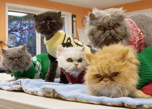 This White Cat In The Middle Was About 19 Years Old. He Was Adopted By An Older Woman