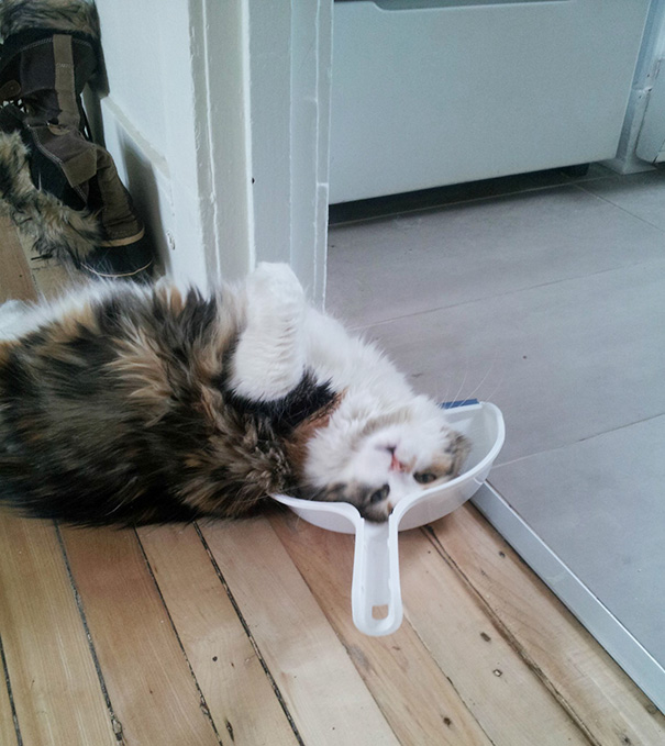 I Adopted A 4 Year Old Cat. She Hated All The Toys Except One