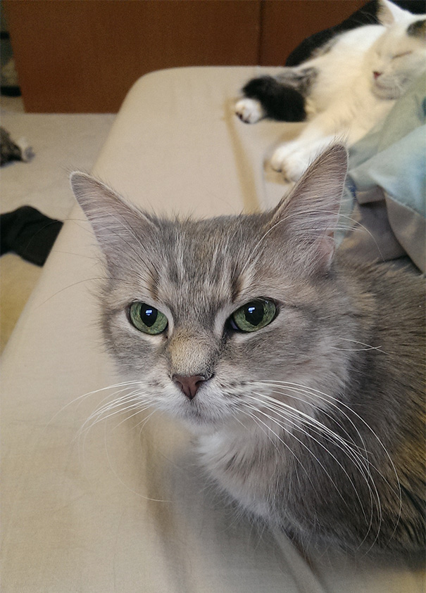 I Adopted This Beautiful 13 Year Old Cat. Her Name Is Q-tip For Now But We Are Trying To Think Of A New Name