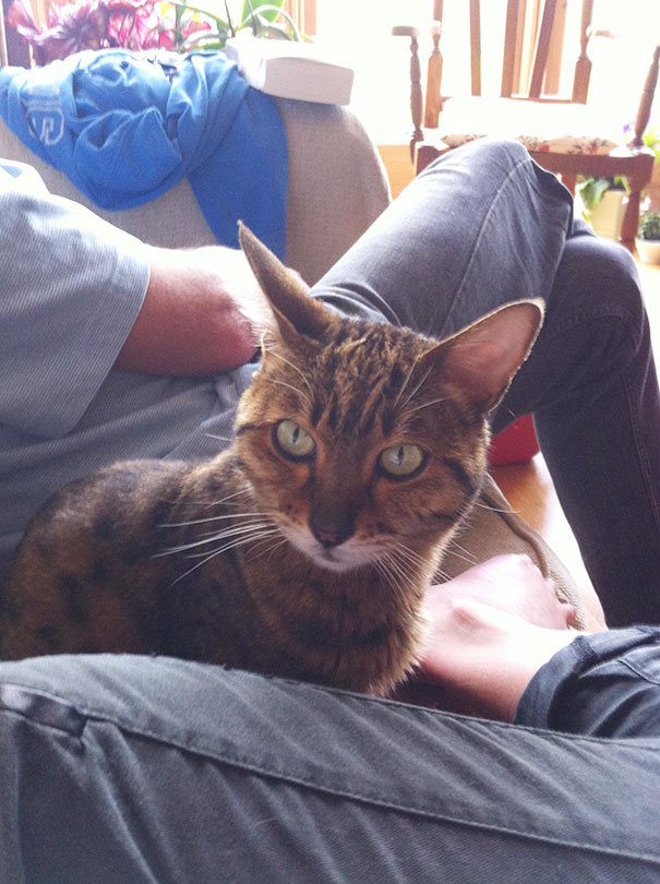 I Adopted A Beautiful 6 Year Old Bengal Cat Called Saffi