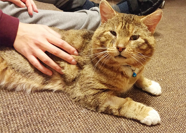 He May Not Be The Cutest Cat But We Adopted A Fiv+ 5 Year Old Tomcat And He Loves Having A Forever Home