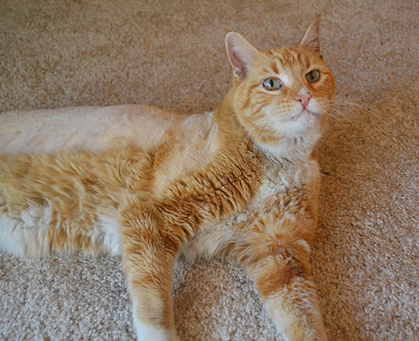 We Adopted An 8 Year Old Cat From The Shelter Because He Stole Our Hearts With His Cuddles