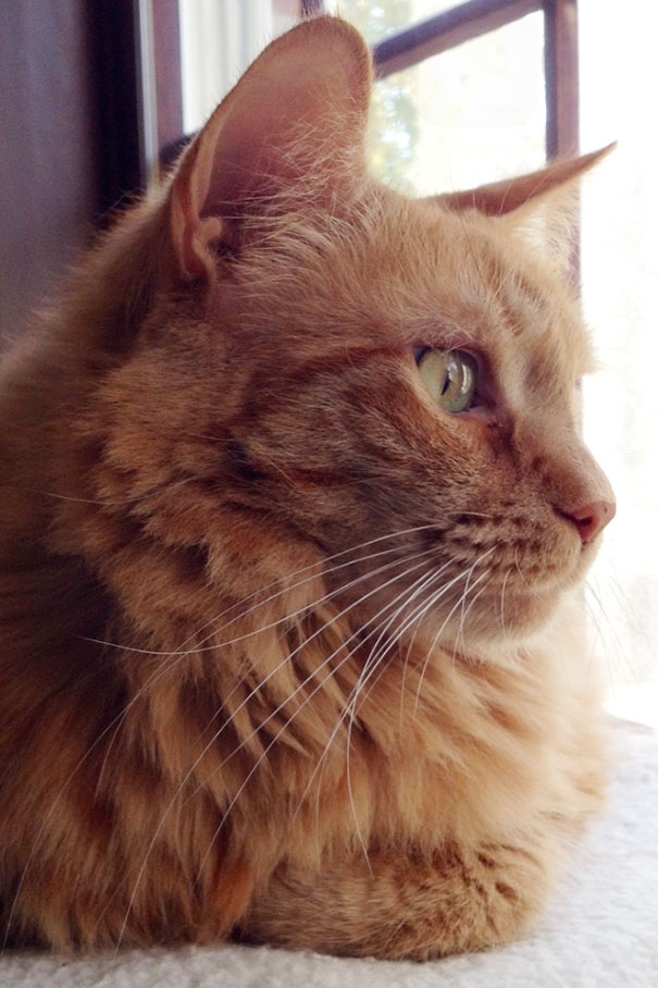 Adopted This 7 Year Old Cat This Morning