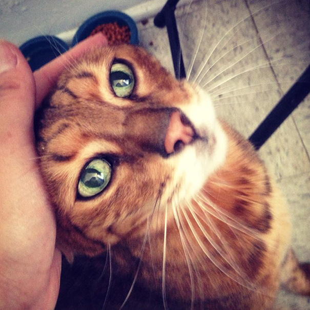 I Adopted A 14 Year Old Cat Named Venture