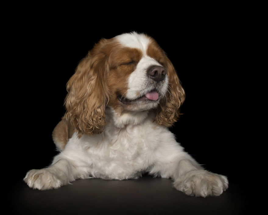 Zen Dogs: Photographer Captures The ‘Relaxed’ State Of Man's Best Friend Zen Dogs: Photographer Captures The ‘Relaxed’ State Of Man's Best Friend