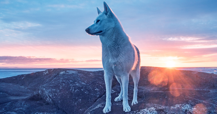 My Adopted Dog’s Adventures: From Life In A Cage To Life On The Road