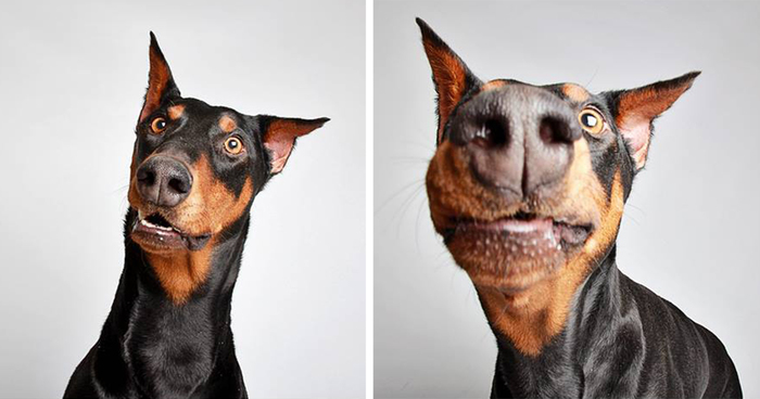 Pit Bull’s Cute Photobooth Pics Find Him A Forever Home