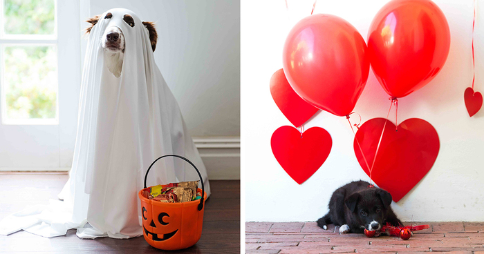 We Photographed Rescued Dogs To Celebrate Their Adoption