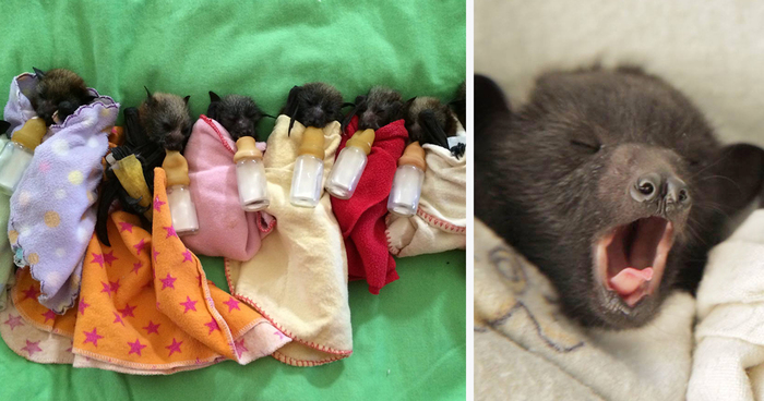 Orphaned Baby Bats At This Australian Bat Hospital Are Too Adorable