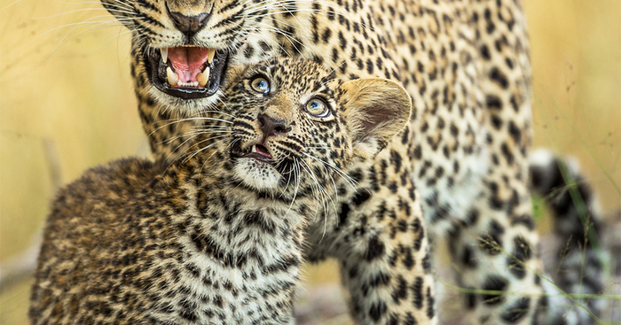 Appreciate And Protect Africa’s Predators