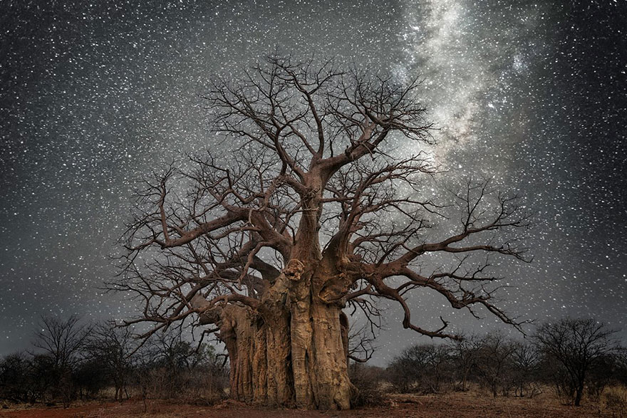 ancient-oldest-trees-starlight-photography-beth-moon-1 ancient-oldest-trees-starlight-photography-beth-moon-1