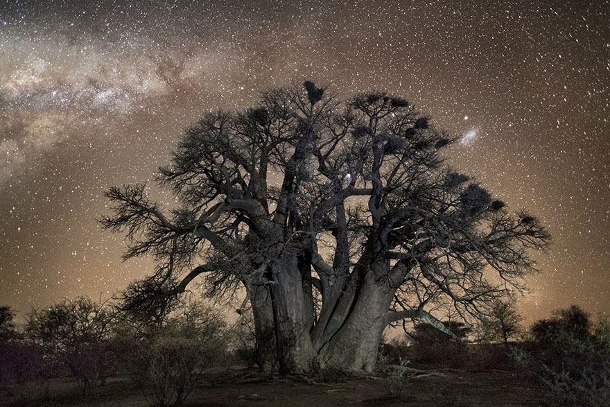 ancient-oldest-trees-starlight-photography-beth-moon-10 ancient-oldest-trees-starlight-photography-beth-moon-10