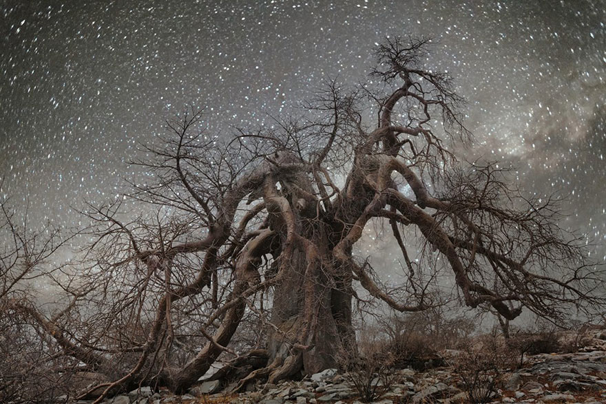 ancient-oldest-trees-starlight-photography-beth-moon-11 ancient-oldest-trees-starlight-photography-beth-moon-11