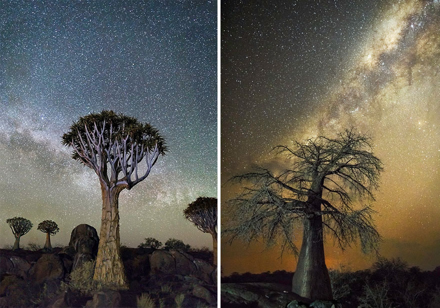 ancient-oldest-trees-starlight-photography-beth-moon-2 ancient-oldest-trees-starlight-photography-beth-moon-2