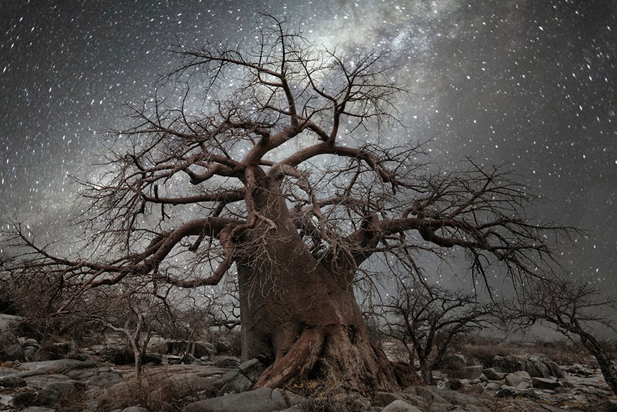 ancient-oldest-trees-starlight-photography-beth-moon-3 ancient-oldest-trees-starlight-photography-beth-moon-3
