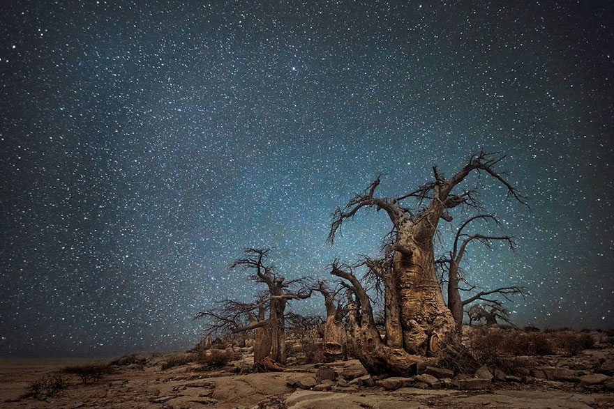 ancient-oldest-trees-starlight-photography-beth-moon-4 ancient-oldest-trees-starlight-photography-beth-moon-4