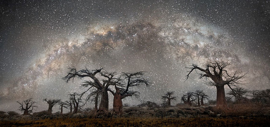 ancient-oldest-trees-starlight-photography-beth-moon-5 ancient-oldest-trees-starlight-photography-beth-moon-5