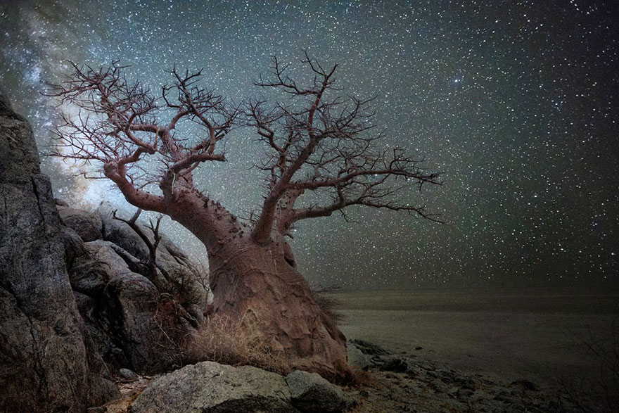 ancient-oldest-trees-starlight-photography-beth-moon-6 ancient-oldest-trees-starlight-photography-beth-moon-6