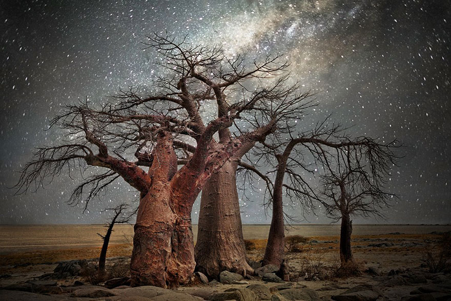 ancient-oldest-trees-starlight-photography-beth-moon-7 ancient-oldest-trees-starlight-photography-beth-moon-7