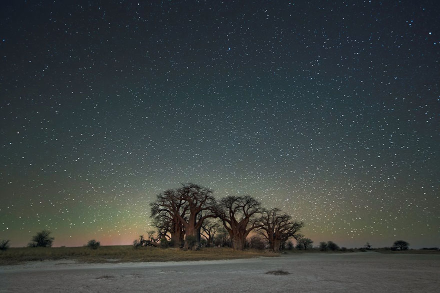 ancient-oldest-trees-starlight-photography-beth-moon-8 ancient-oldest-trees-starlight-photography-beth-moon-8