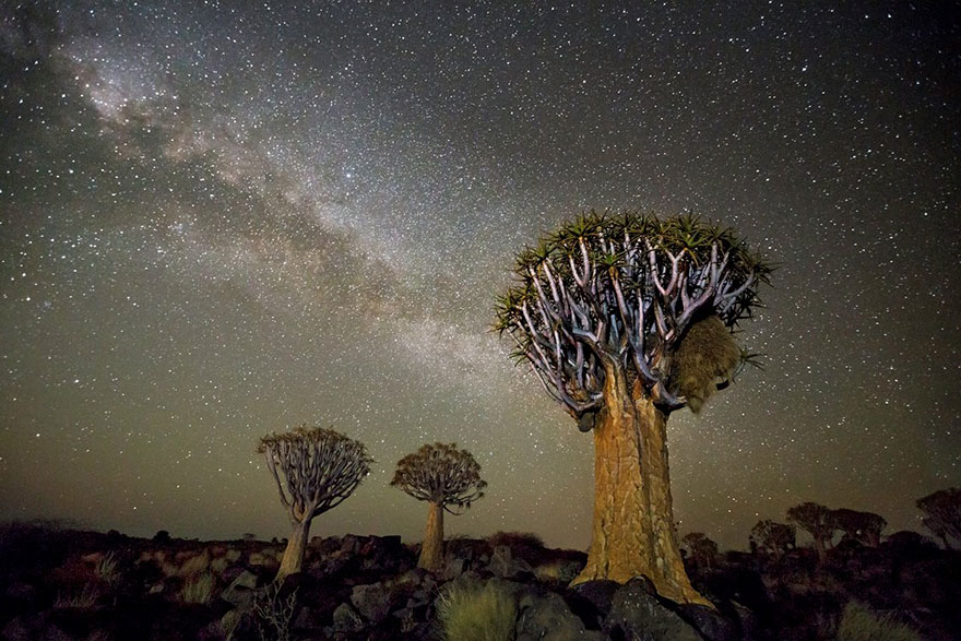 ancient-oldest-trees-starlight-photography-beth-moon-9 ancient-oldest-trees-starlight-photography-beth-moon-9