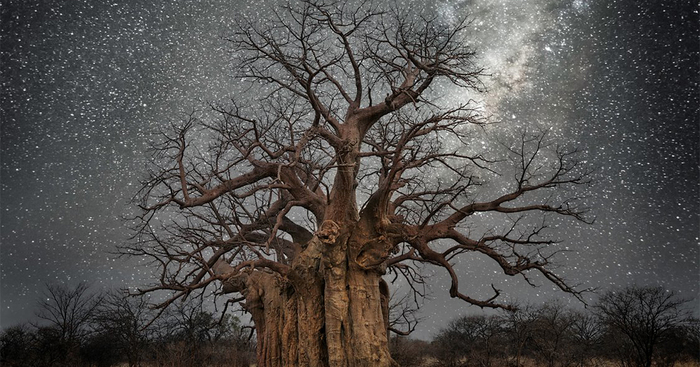 Beth Moon Photographs The World’s Oldest Trees Illuminated By Starlight