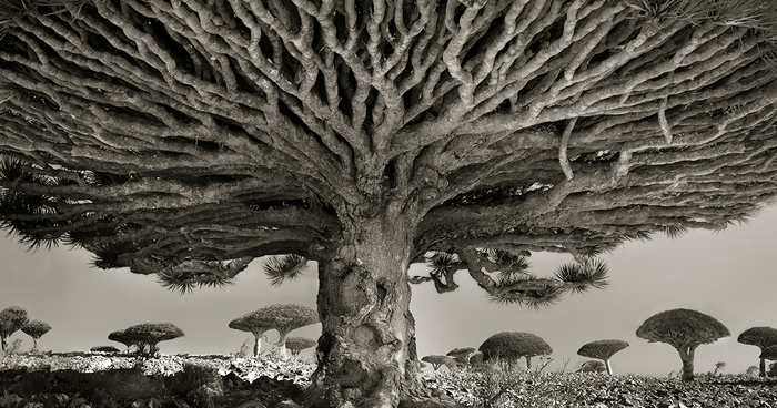 Ancient Trees: Woman Spends 14 Years Photographing World’s Oldest Trees