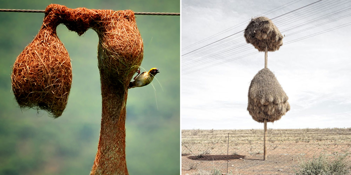 Animal Architects And The Beautiful Homes They Build