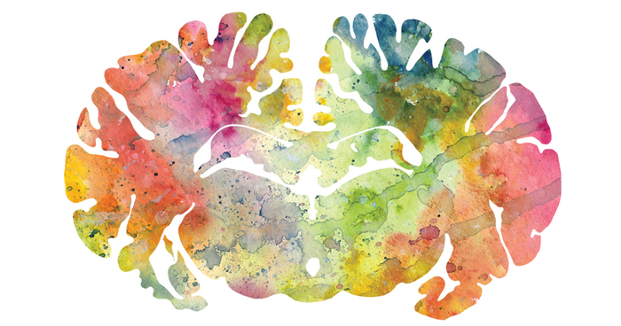 I Watercolor Animal Brain Scans