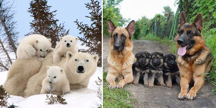 85 Adorable Animal Family Portraits
