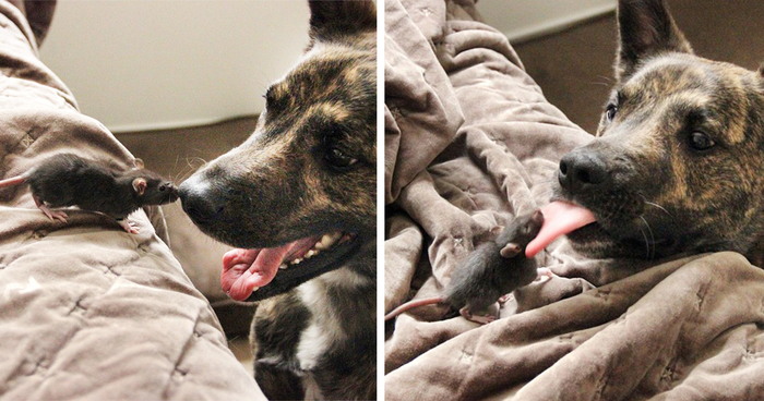 This Rescued Pet Rat And Dog Are The Best Buddies Ever