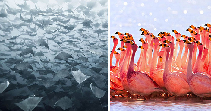 36 Breathtaking Photos Of Animal Migration